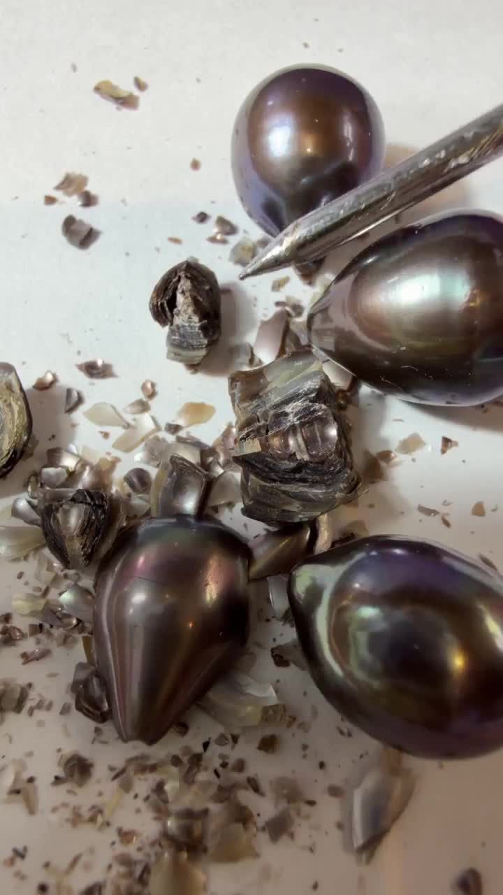 Close-up of loose Tahitian pearls with an oyster shell fragment
